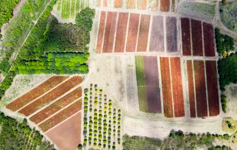 Cultivated fields and fig tree forest from above by drone, Pinefield Plantation, Stock Photos