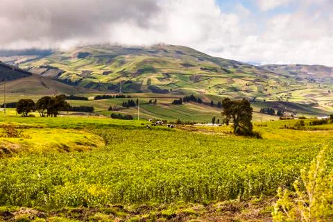 Cultivated fields of beans Stock Photos