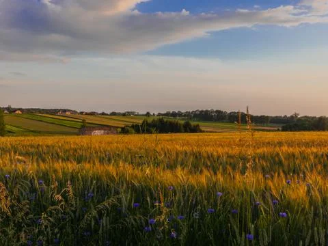 Cultivated fields in Dzimierz Foto stock