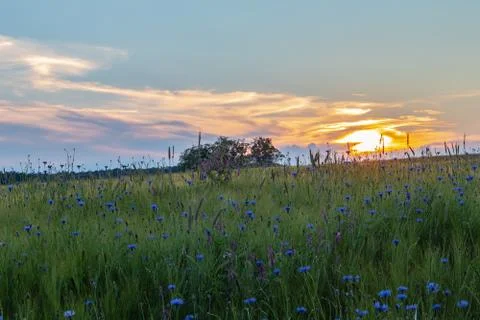 Cultivated fields in Dzimierz Stock Photos