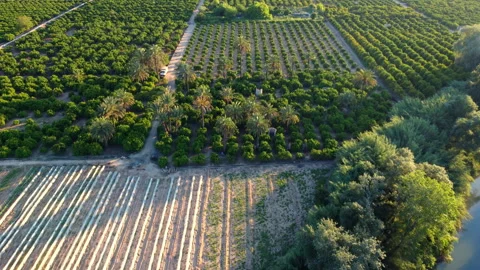 Cultivated fields of palm trees and citrus trees Stock Footage 258302966
