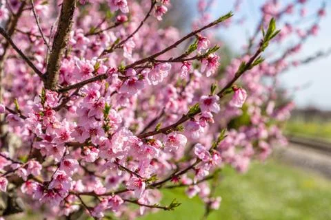 Cultivated fields of peach trees treated with fungicides Stock Photos