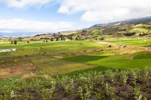 Cultivated fields Stock Photos
