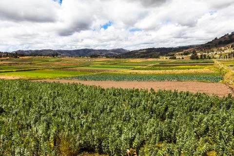 Cultivated fields Stock Photos