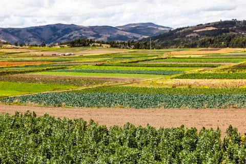 Cultivated fields Stock Photos