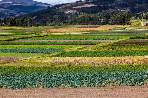 Cultivated fields Stock Photos