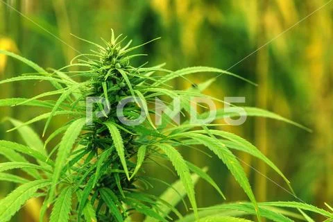 Cultivated industrial marijuana hemp in field Stock Photos