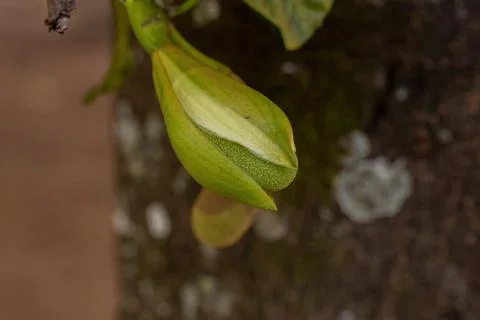 Cultivated Jackfruit Tree Stock Photos