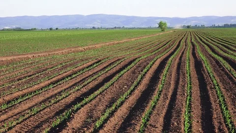 Cultivated maize crop field Stock Footage