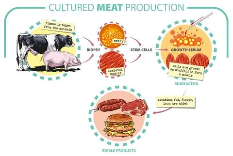 Cultivated meat Stock Illustration