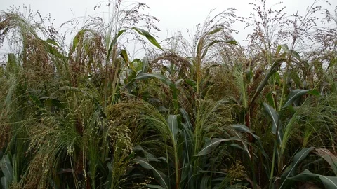 Cultivated millet Stock Footage 104803460