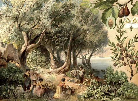 Cultivated plants, olive tree, fig tree and laurel tree. In the center of the Stock Illustration