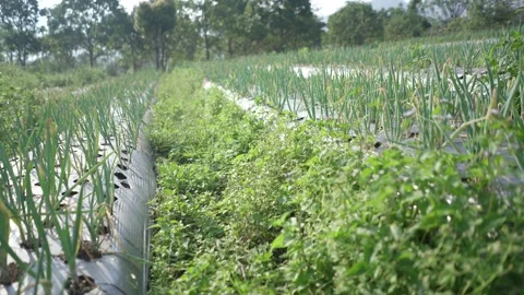 Cultivated spring onion field with plastic mulch agricultural technique Stock Footage 311574697