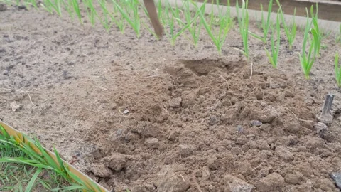 Cultivating garden bed with a hoe. Preparing soil for planting Stock-Footage 342604342