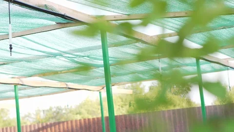 Cultivating plants using an automatic irrigation system. Modern technology in Stock Footage 113862118