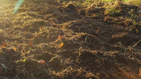 Cultivating a plot with an electric garden tiller Stock Footage 71102289