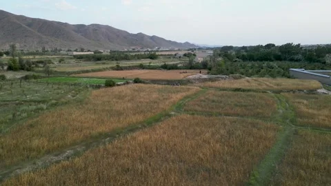 Cultivating wheat Video stock 274535030