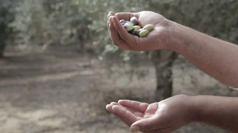 The cultivation and processing of olives Stock Footage 57675396