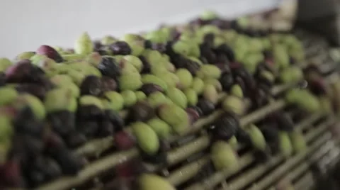 The cultivation and processing of olives Stock Footage 57675456