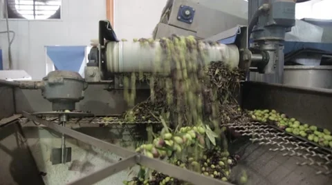 The cultivation and processing of olives Stock Footage 57675549