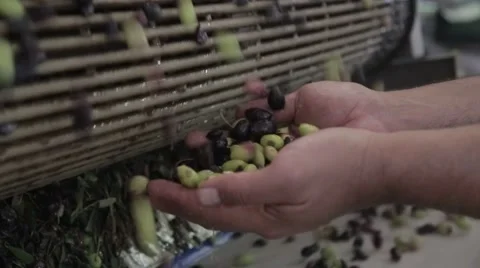 The cultivation and processing of olives Stock Footage 57675558