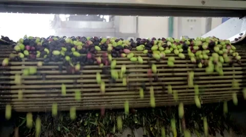The cultivation and processing of olives Stock Footage 57675667