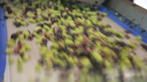 The cultivation and processing of olives Stock Footage 57675696
