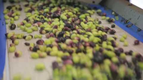 The cultivation and processing of olives Stock Footage 57675762