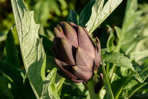 Cultivation of Artichokes Stock Photos
