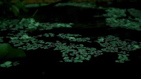 Cultivation of azolla plants Stock Footage 331816247