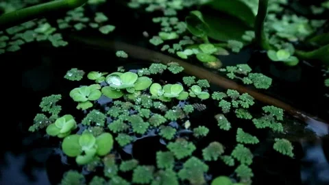 Cultivation of azolla plants Stock-Footage 331816287