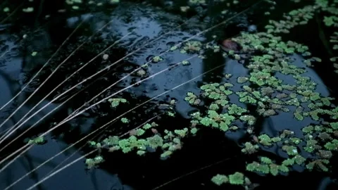 Cultivation of azolla plants Stock-Footage 331816358