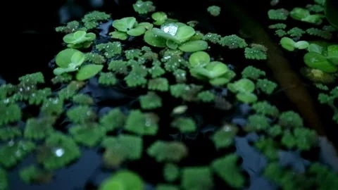 Cultivation of azolla plants Stock-Footage 331816429