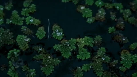 Cultivation of azolla plants Stock-Footage 331816439