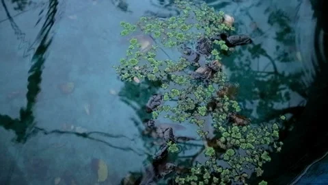 Cultivation of azolla plants Stock-Footage 331816597