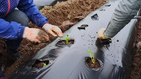 Cultivation of berries and vegetables using mulching method Video stock 255639923