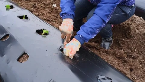 Cultivation of berries and vegetables using mulching method Video stock 255639956