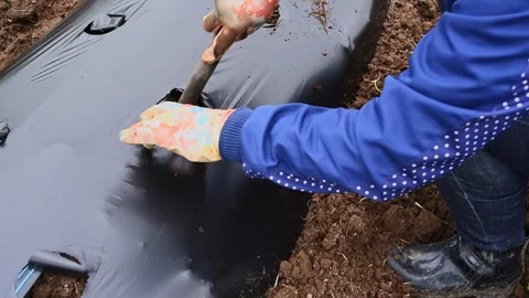Cultivation of berries and vegetables using mulching method Video stock 255639957
