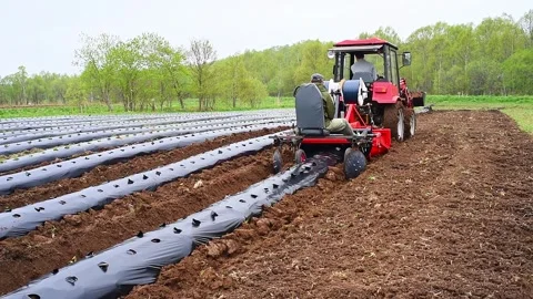 Cultivation of berries and vegetables using mulching method Video stock 255649442