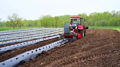 Cultivation of berries and vegetables using mulching method Video stock 255649481