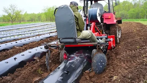 Cultivation of berries and vegetables using mulching method Video stock 255649485