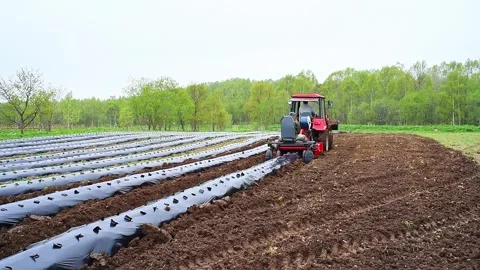 Cultivation of berries and vegetables using mulching method Video stock 255649490