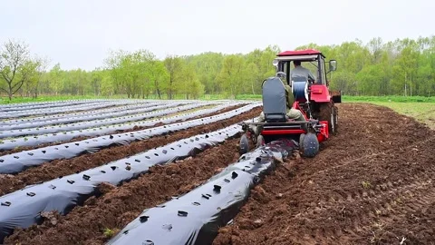 Cultivation of berries and vegetables using mulching method Video stock 255649527