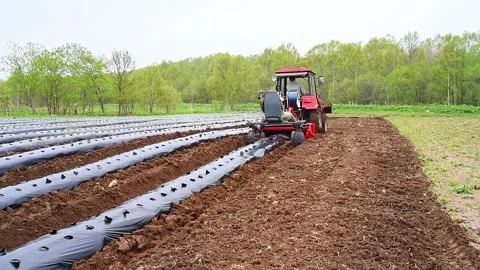 Cultivation of berries and vegetables using mulching method Video stock 255649544