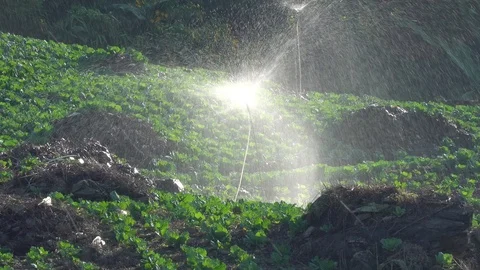 Cultivation of cauliflower on the slopes and systems of work, plants, watering,  Stock Footage 120740271