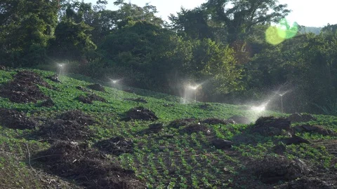 Cultivation of cauliflower on the slopes and systems of work, plants, watering,  Stock Footage 120740286
