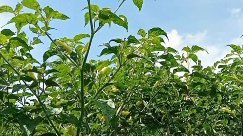 Cultivation of cayenne pepper fruit Video stock 310489005