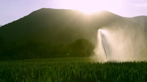 A cultivation of corn irrigated at sunset Stock Footage 95773503
