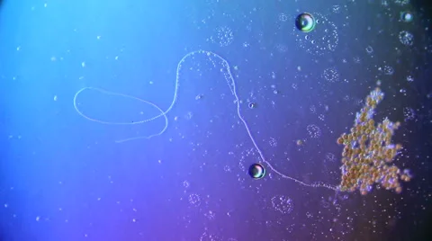 Cultivation. Different bacterial colonies Stock Footage 59750385