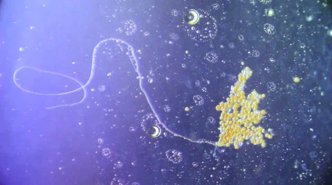 Cultivation. Different bacterial colonies Stock Footage 59750407